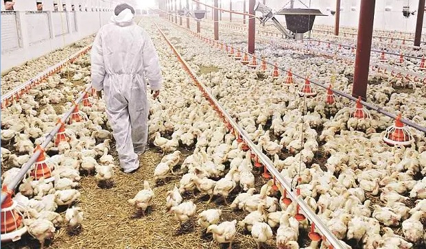 China Reports First Human Case Of H3N8 Bird Flu - Pressmediaofindia